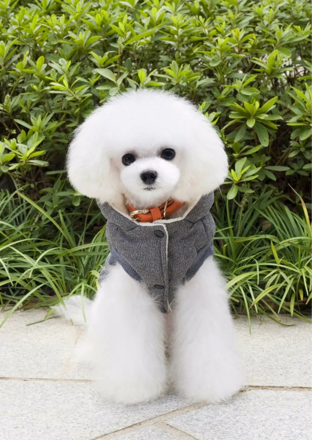 Winter Cotton Outfit for Dogs