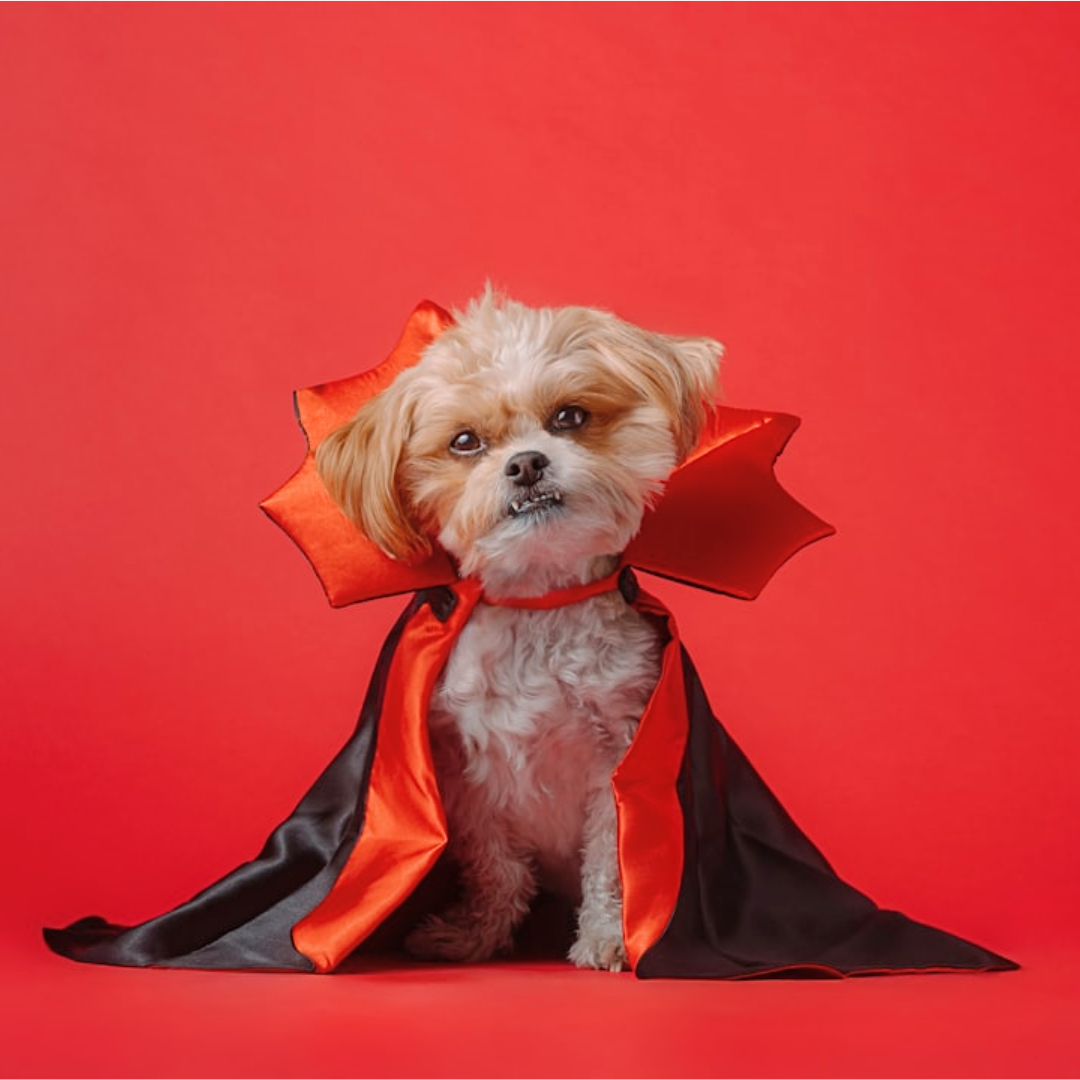 Vampire King Cape for Pets